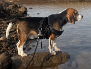 Beagle – Friendly 1-Year-Old Beagle for Adoption in Mumbai – Mumbai