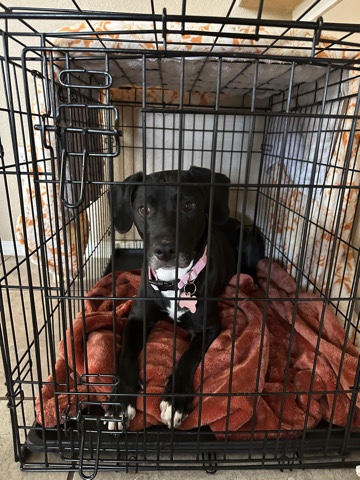 Labrador Retriever – rehome free