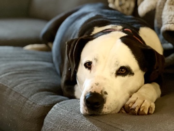 American Bulldog – American Bulldog – Cartersville
