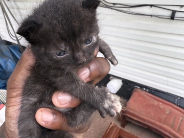 All - free kittens (4 kittens probably 5) available for adoption in Memphis