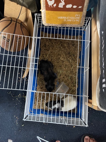 Guinea pigs