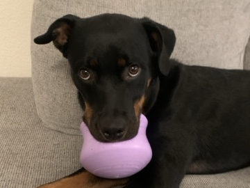 Rottweiler – Rehoming Kamoda - Contact me for any questions – Merced
