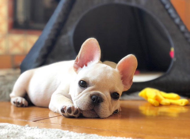 French Bulldog – French Bulldog Puppy