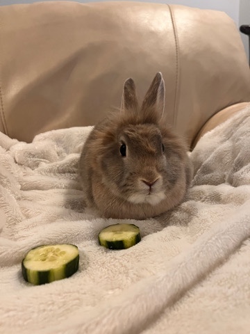 Lionhead – Female Lionhead Rabbits for sale