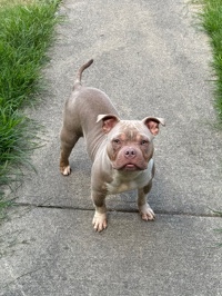 Ace the bully