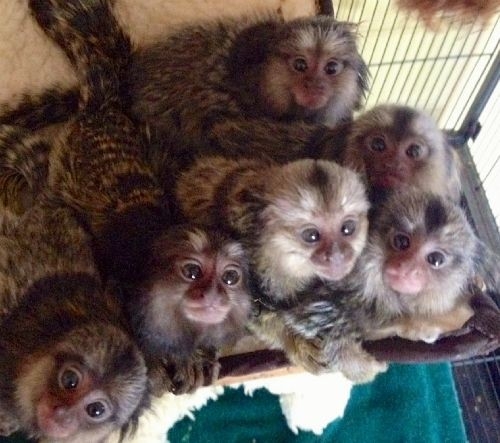 monkey – finger monkeys