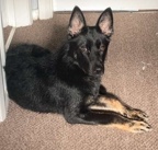 German Shepherd – german shepherd x belgium malinois