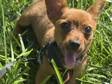 Mixed Breed – Chorkie/Chihuahua Mix – Indianapolis