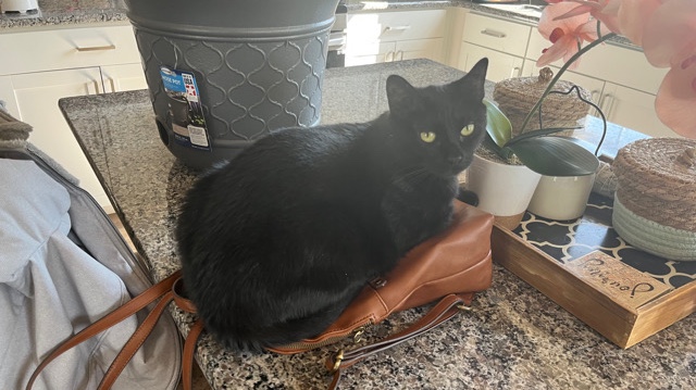 American Shorthair – needs a good home