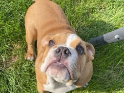 Olde English Bulldogge – English bulldog – Scottsbluff