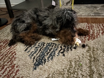Poodle – poodle – Round Rock