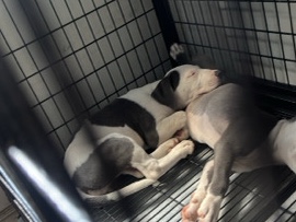 American Pit Bull Terrier – red nose mix blue nose – Los Angeles