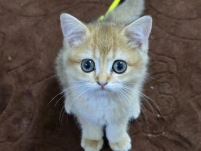 British Shorthair - ny11 British shorthair  available for adoption in Abu Dhabi