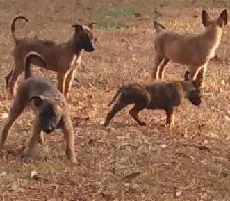 Belgian Shepherd Dog (Malinois) – Belgian malinois (15weeks)