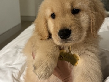 Golden Retriever - golden retriever available for adoption in Al Marjan Island
