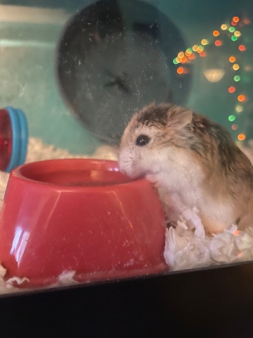 dwarf hamster