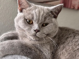 British Shorthair – Kater zu verkaufen – Wedemark