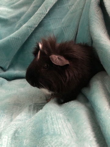 Guinea Pig