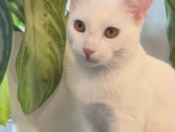 American Shorthair – Sweet 1-Year-Old American Shorthair Cat for Adoption in Prairie View – Prairie View