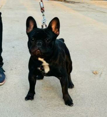 French Bulldog – male French bull dog