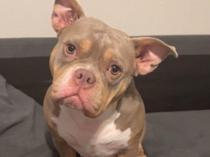 Image of American Bulldog