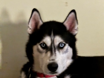 Siberian Husky – Acer