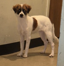 Australian Shepherd – Australian shepherd located in brooklyn new york