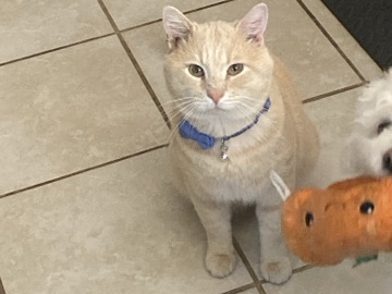 Rehoming Cat