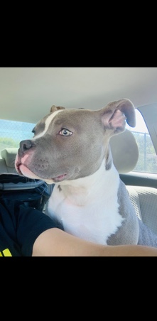 American Bulldog – Mama Tee