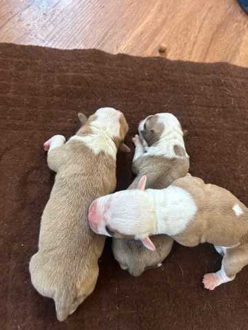 American Pit Bull Terrier – baby pit bulls