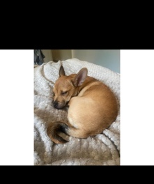 5 month old female jug c chihuahua