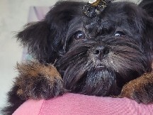 Shih Tzu – vendo ou troco