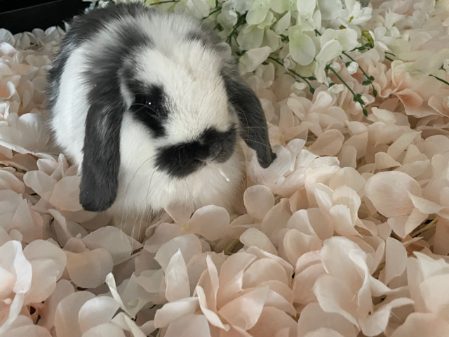 Mini Lop – Bunnies