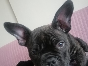 Image of American Bulldog