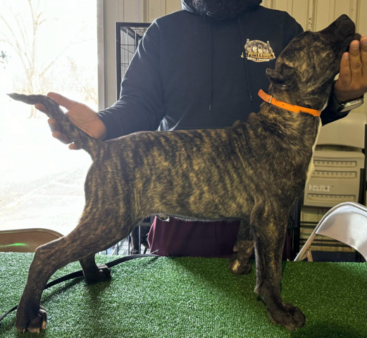 Perro de Presa Canario – full blood Presa Canario Puppy