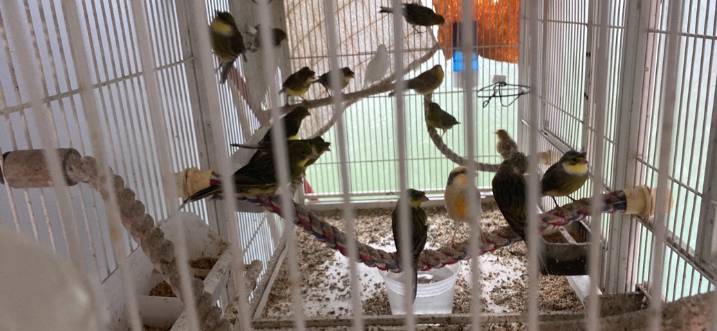 Conures – canary timbrado español