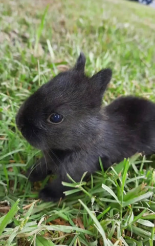 Rabbit we