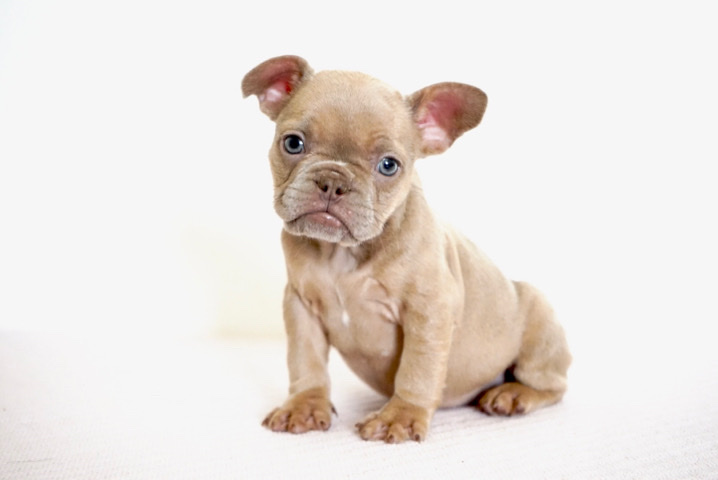 French Bulldog – French bulldog Isabella