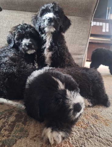 St. Berdoodle Puppies