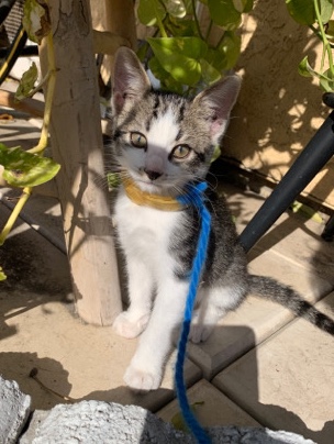 Kitten for Sale