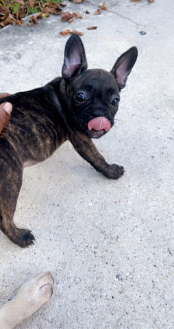 French Bulldog – French bulldog