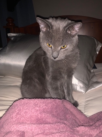 Russian Blue – Tomas needs a home.