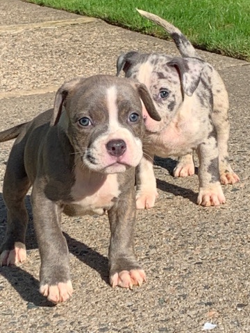 American Bulldog – immaculate bullies