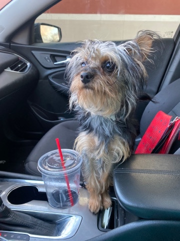Yorkshire Terrier – Selling Dog