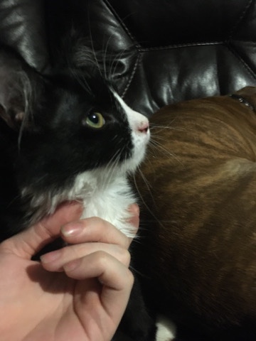 Russian White, Black and Tabby – to good home
