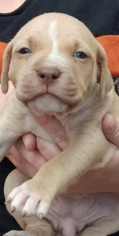 American Staffordshire Terrier – purebred am staff puppies for sale