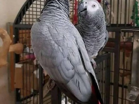 A pair of African Grey parrots 