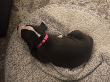 American Pit Bull Terrier – 6 week year old pitbull terrier