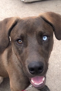 Labrador Husky – trying to find him a great home