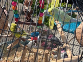 Parakeet – Parakeets with Cage – Bellevue